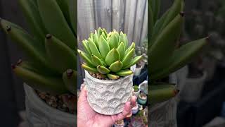 Echeveria agavoides Lemaire echeveriaagavoides echeveria agavoides plants succulentvarieties [upl. by Calida]