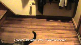 My Cat Caught Peeing On The Floor [upl. by Hanover]