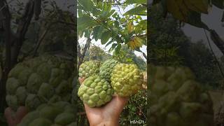 Annonaceae 🍏custardapple🍈 custard fruitninja fruitlover fruit ytshortvideo ytshots video 🍈 [upl. by Annovy]