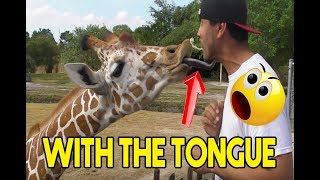 Feeding A Giraffe With My Mouth quotMUST SEEquot [upl. by Iong]