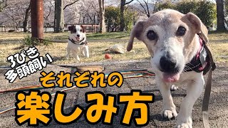 【3ぴき多頭飼い】春の公園散歩それぞれの楽しみ方 [upl. by Icyak232]