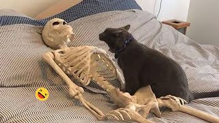 Funny Dogs And Cats Videos 2023 😅  Best Funniest Animal Videos Of The Month 🥰👌 1 [upl. by Ainerbas]