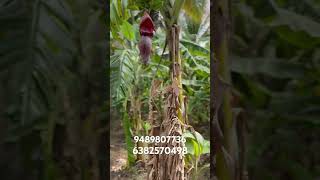 Kadayanallur agriculture Land sales agriculture landsalesrealesat [upl. by Christian156]