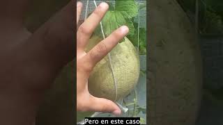 ¡Cosecha Melones en casa jardineando melones plantas cantaloupe [upl. by Ruthanne966]