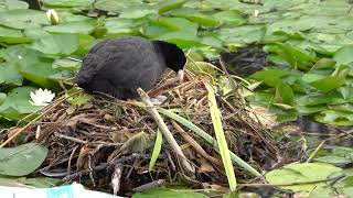 New Coot nest in the fountain [upl. by Herates]