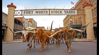 Fort Worth Herd Longhorn Cattle Drive  Stockyards  Fort Worth TX [upl. by Scrivens]