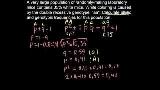 Hardy weinberg formula and mice population [upl. by Niarfe672]