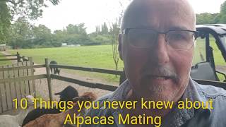 10 things you never knew about alpacas mating [upl. by Hairem]