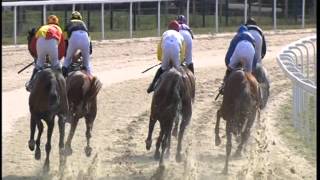 COURSE ÉCOLE Prix de lEcole des Courses Hippiques  Pau  6 Février 2016 [upl. by Christine804]