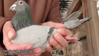 133 juz sprzedany dla Mistrza Leszek P 12022022 KULBACKI WONDER PIGEONS NATIONAL CHAMPION GERMANY [upl. by Lissner722]