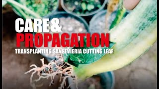 Transplanting Sansevieria Leaf Cuttings gardening sansevieriapropagation plantcare asmr [upl. by Asel392]