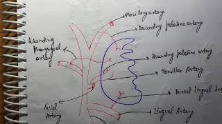 Tonsil Blood supply ENT [upl. by Nodnelg555]