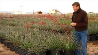 Hesperaloe parviflora Red Yucca in 15 GAL [upl. by Serg]