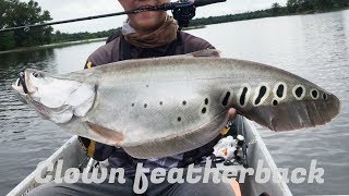 Vol41 Fishing Sky Jumper Clown FeatherBack萨姆工厰第四十一集七星刀鱼【SamFactory Fishing Channel 】【萨姆工廠钓鱼频道】 [upl. by Nylatsyrc]