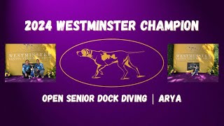 Arya Westminster 2024 Westminster Champion Open Senior Dock Diving [upl. by Ludwog]