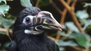 Visayan Hornbill ♀ [upl. by Maurer]