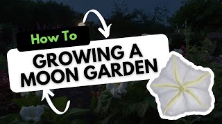 Growing a Moon Garden Plants that Bloom at Night [upl. by Horton935]