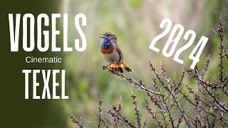 Vogels op texel 2024  Cinematic [upl. by Anod155]