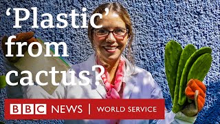 How to make biodegradable plastic from cactus juice  BBC World Service podcast [upl. by Anoo]