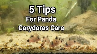 5 Quick Tips for Happy Panda Corydoras [upl. by Egdirdle]