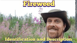 Fireweed  Identification and Description Edible and Medicinal [upl. by Veronike584]