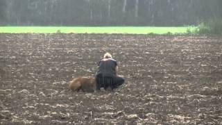 Rhodesian ridgeback tracking training [upl. by Ezalb]