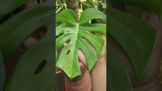 Monstera Deliciosa Guide Plant Information and Care Tips [upl. by Ettolrahs722]