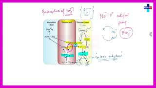 Acidification of urine ll Free Physiology Chapterwise lectures ll [upl. by Aysab287]