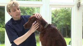 How to give your dog liquid medication [upl. by Elumas]