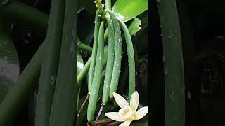 Discover the Vanilla Orchid Natures Flavor Factory [upl. by Druce]