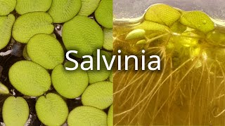 Time Lapse of a Salvinia Watermoss Floating Aquatic Plant [upl. by Aldred]