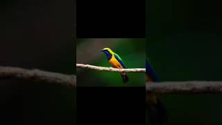 Orangebellied leafbird voice for sleep 💤Nature with relaxation orangebelliedleafbirdsleep [upl. by Krasnoff]