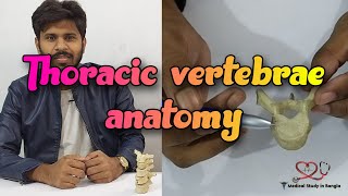 Typical thoracic vertebrae anatomy in Bangla  Atypical thoracic vertebrae [upl. by Broucek]