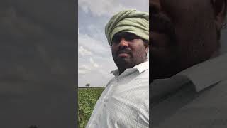 Jai kisan 🏃🏃ma juttu farming viral short viral videoyou tube viral [upl. by Orin]