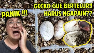 LEOPARD GECKO BERTELUR  HARUS NGAPAIN [upl. by Delfine]