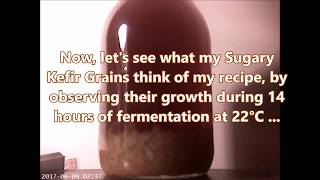 Doms Water Kefir Grains Growth Rate [upl. by Apicella]