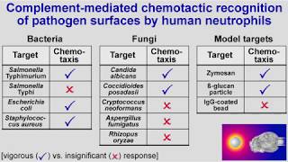 Human neutrophils detect bacteria and fungi from a distance by complementmediated pure chemotaxis [upl. by Avert]