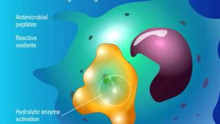 Phagocytosis and Fungal Killing [upl. by Femi]