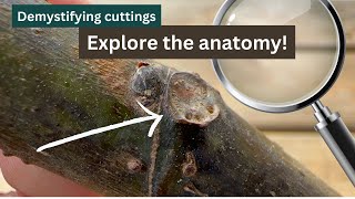 Fig Cutting Propagation Anatomy and Tips for Rooting Success [upl. by Cod]