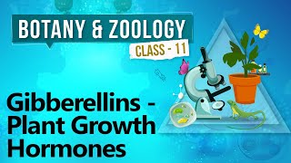 Gibberellins  Plant Growth Hormones  Plant Growth and Development  Biology Class 11 [upl. by Nahej]