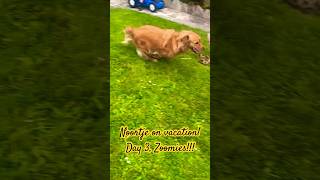 Zoomies Noortje on vacation Day 3 🇫🇷🥖 [upl. by Yak]