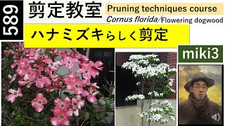 589 ハナミズキらしく剪定する Pruning Dogwood Naturally miki3 [upl. by Leoj]