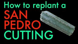 How to replant a San Pedro cactus cutting  Trichocereus Pachanoi tutorial [upl. by Atikan126]