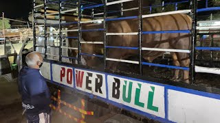 Bakrid 2021 Powerbull [upl. by Bilac]