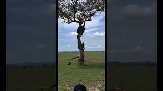 Baboon Gang vs Lion safari animals wildlife shortsfeed viralvideo [upl. by Sorenson]