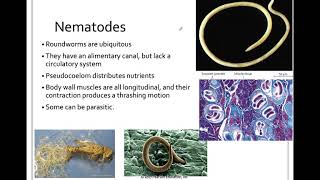 335 Ecdysozoa Nematoda [upl. by Otrebron]