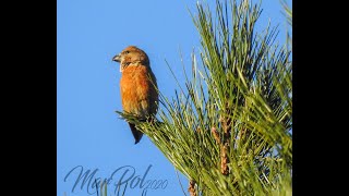 CANTO CROCIERE  LOXIA CURVIROSTRA  RED CROSSBILL SINGING [upl. by Azrim]