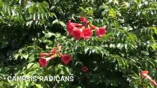 Campsis radicans Garden Center online Costa Brava  Girona [upl. by Ellennaj]