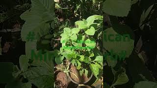 🌱🌿Mexican MintColeus AmboinicesOregano like FlavourPlease Subscribe our channel brother and sist [upl. by Adnaugal101]