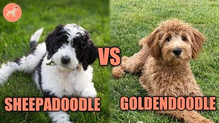 Goldendoodle VS Sheepadoodle Complete Dog Breed Comparison [upl. by Airdnua]